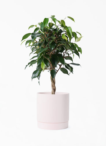 観葉植物 フィカス ベンジャミン 4号 玉造り リア ピンク M 付き