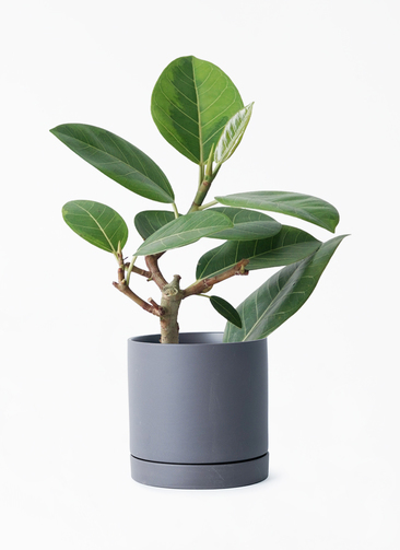 フィカス　アルテシマ　4 フィカス：アルテシマ 4号鉢植え の通販 | 園芸ネット