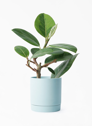 ficus-altissima-1150_001.jpg?
