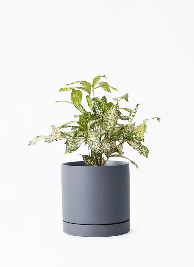 観葉植物 ドラセナ ゴッドセフィアーナ 4号 ルーツ 15 K ブラック 付き