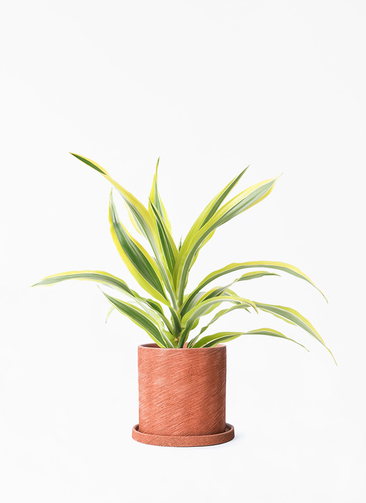 dracaena-warneckii-426_001.jpg