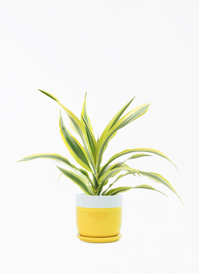 観葉植物 ドラセナ ワーネッキー レモンライム 4号 レーニ 14 イエロー