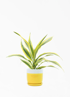 dracaena-warneckii-423_001.jpg