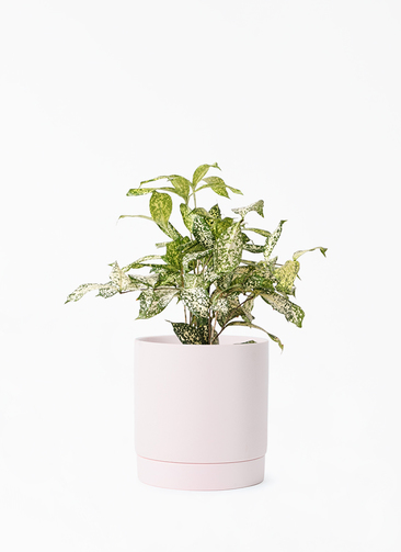 その他観葉植物 kona 観葉植物 ドラセナ ゴッドセフィアーナ 4号 リア ピンク M 付き