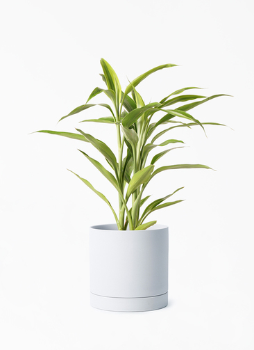 dracaena-sanderiana-77_001.jpg