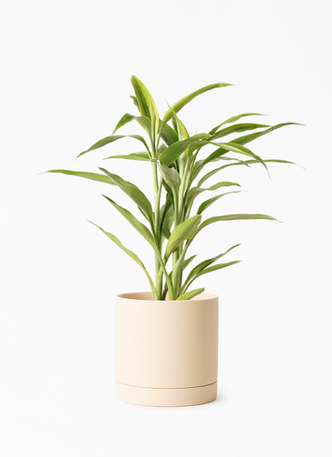 dracaena-sanderiana-79_001.jpg dracaena-sanderiana-79_001.jpg