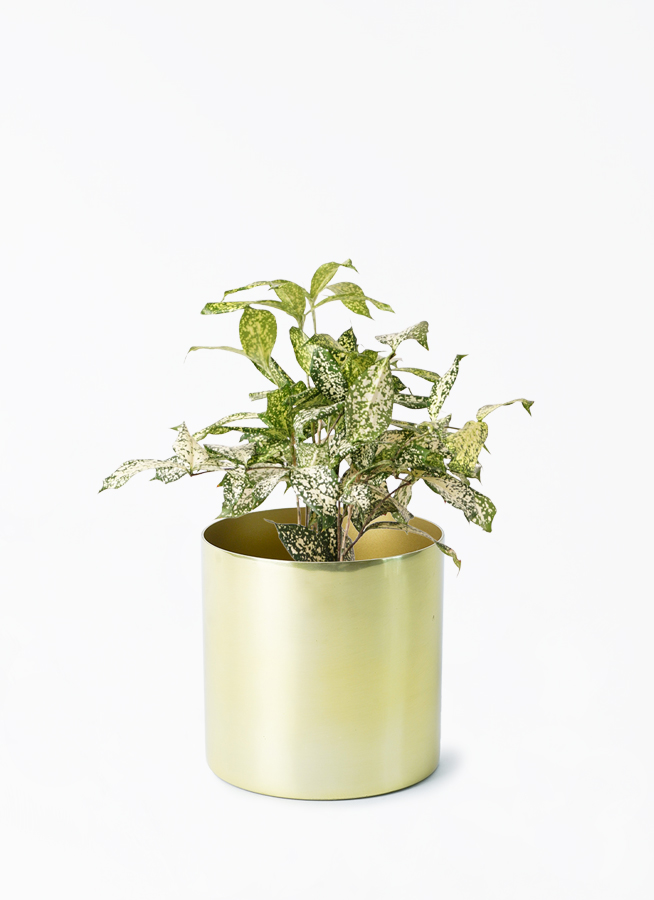 dracaena-surculosa-283_001.jpg