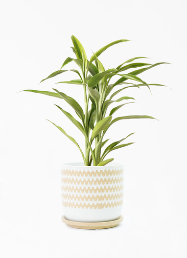 観葉植物 ドラセナ サンデリアーナ 4号 ゴールド インナ 15 W 付き