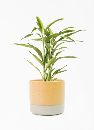 dracaena-sanderiana-69_001.jpg