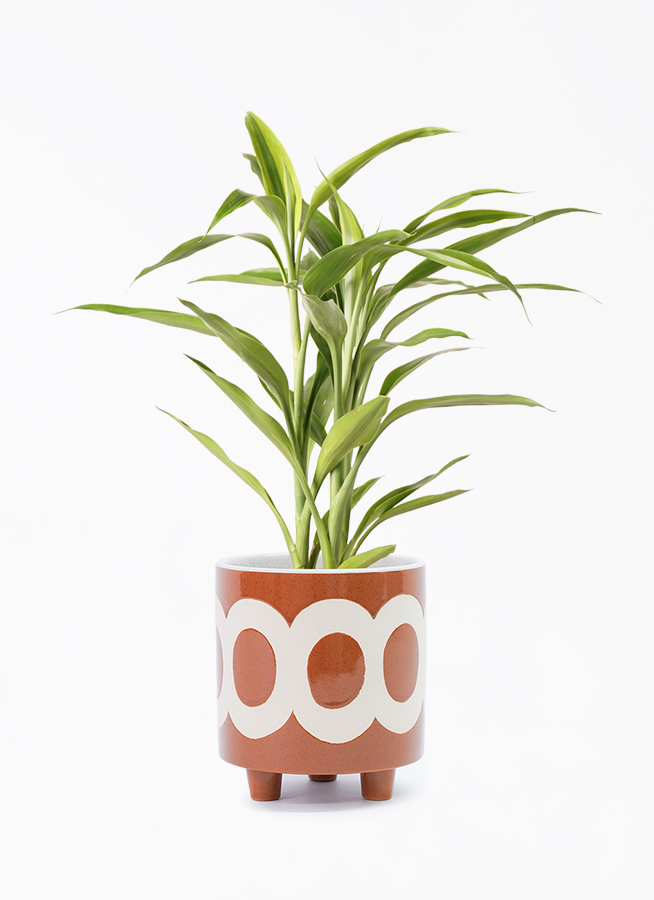 dracaena-sanderiana-73_001.jpg