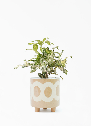 観葉植物 ドラセナ ゴッドセフィアーナ 4号 ラダ 15 B ベージュ 付き