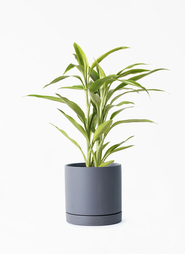 dracaena-sanderiana-78_001.jpg