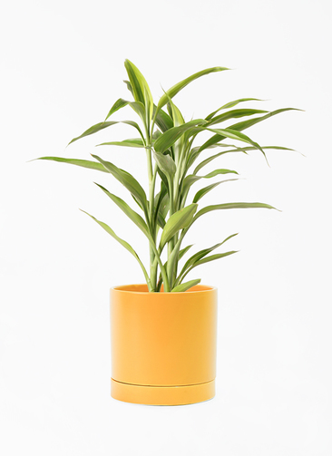 dracaena-sanderiana-63_001.jpg
