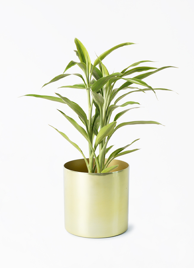 観葉植物 ドラセナ サンデリアーナ 4号 ゴールド ラーケルシリンダー