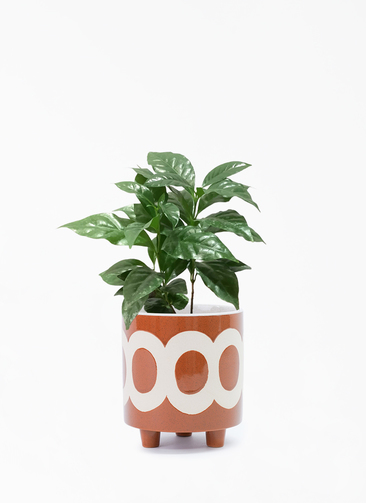 その他観葉植物 Latte 観葉植物 ユッカ 6号 ノーマル エコストーンwhite 付き | 観葉