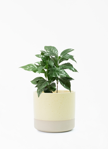 観葉植物 コーヒーの木 4号 ハンネ 16 Y イエロー 付き | 観葉植物なら