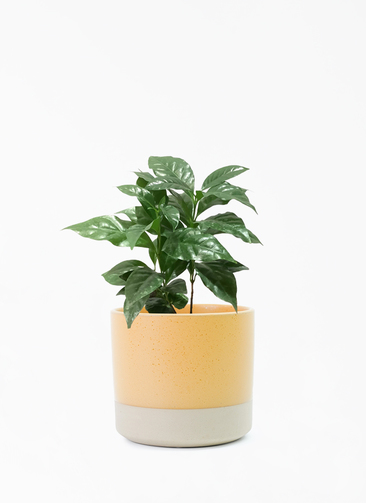 観葉植物 コーヒーの木 4号 ハンネ 16 R オレンジ 付き | 観葉