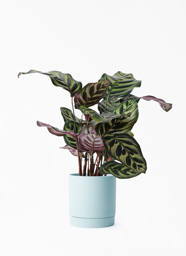 calathea-598_001.jpg?1696714796