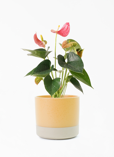 観葉植物 アンスリウム 4号 ピンク ハンネ 16 R オレンジ 付き | 観葉