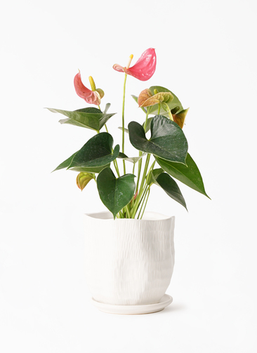 観葉植物 アンスリウム 4号 ピンク ハピ 白 L 付き | 観葉植物なら