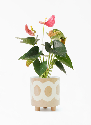 イッペー。花。ピンク。観葉植物。鉢ごと無料で発送致します。 anthurium-224_1.jpg?1565091552