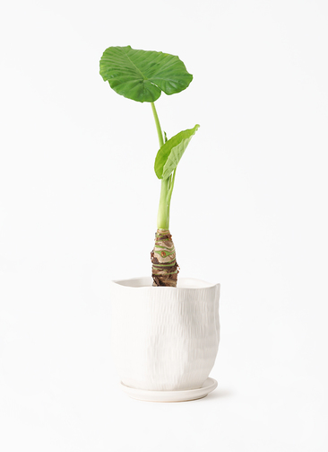 alocasia-781_001.jpg?1696714996