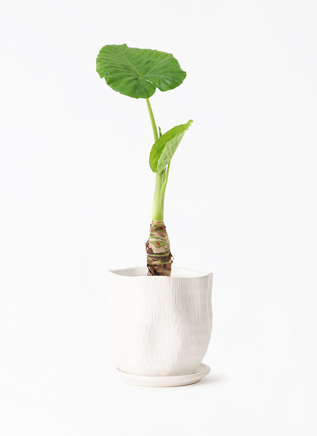 観葉植物 アロカシア 4号 オドラ（クワズイモ） ハピ 白 L 付き | 観葉