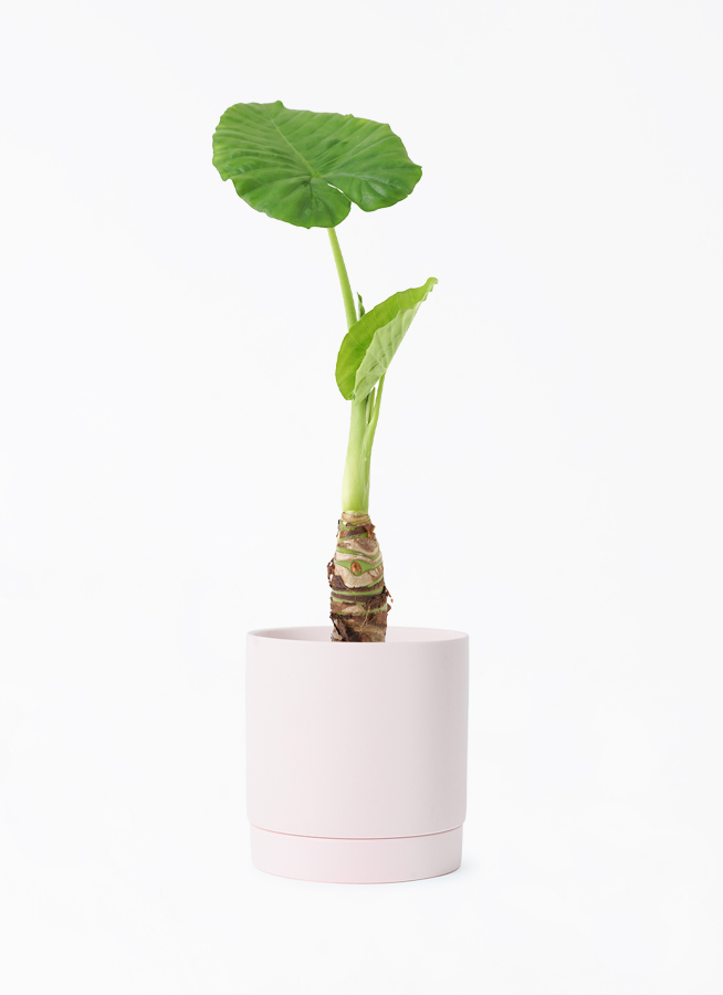 観葉植物 アロカシア 4号 オドラ（クワズイモ） リア ピンク M 付き