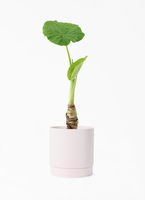 観葉植物 アロカシア 4号 オドラ（クワズイモ） ハピ 白 L 付き | 観葉