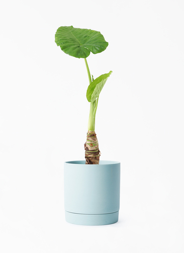 masa アロカシアまとめ alocasia-783_001.jpg?1696715016