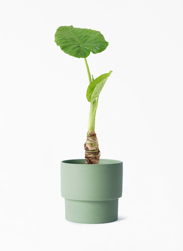 観葉植物 アロカシア 4号 オドラ（クワズイモ） エメリ 14 G グリーン