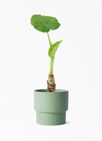 観葉植物 アロカシア 4号 オドラ（クワズイモ） エメリ 14 G グリーン