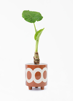観葉植物 アロカシア 4号 オドラ（クワズイモ） ハピ 白 L 付き | 観葉