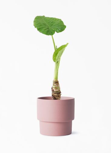 観葉植物 アロカシア 4号 オドラ（クワズイモ） エメリ 14 S カーキ