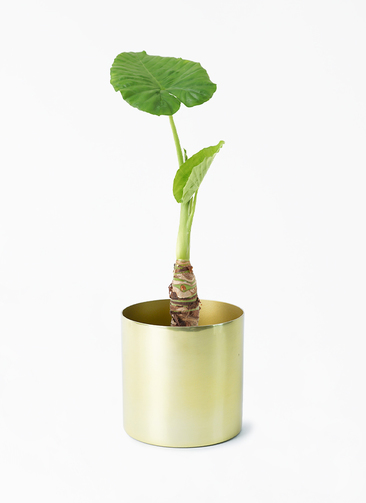 alocasia-762_001.jpg?1696715107