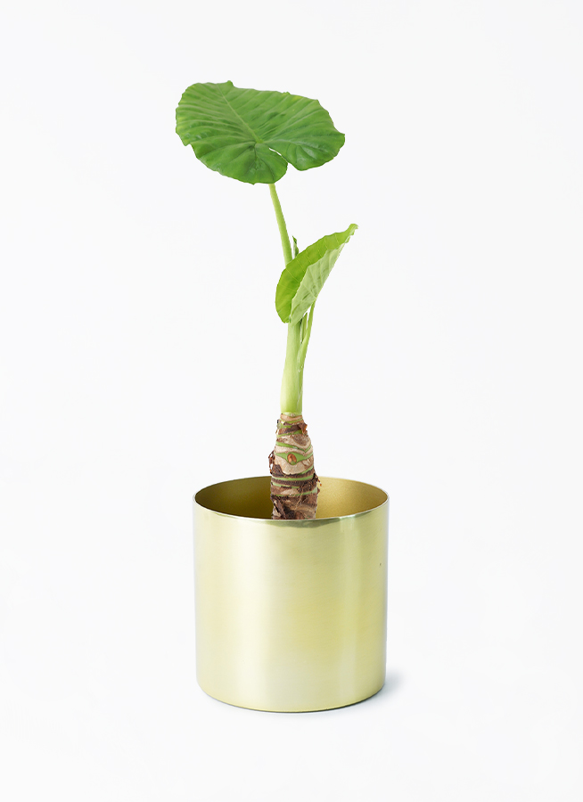 alocasia-762_001.jpg?1696715107