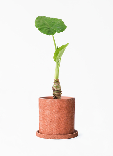 alocasia-772_001.jpg?1696715109