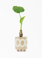 alocasia-770_001.jpg?1696715114