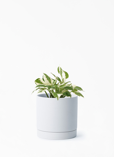 観葉植物 ポトス エンジョイ 3号 ルーツ 11 H グレー 付き | 観葉植物