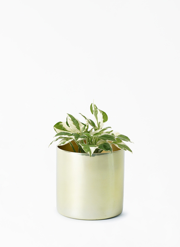 ポトス　　11/30まで pothos-1299_001.jpg?1696717306