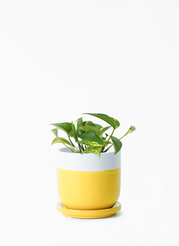 pothos-1254_001.jpg?1696717366