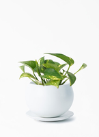 ポトス 3号 | 観葉植物 | インテリアやギフトに - Hitohana（ひとはな）