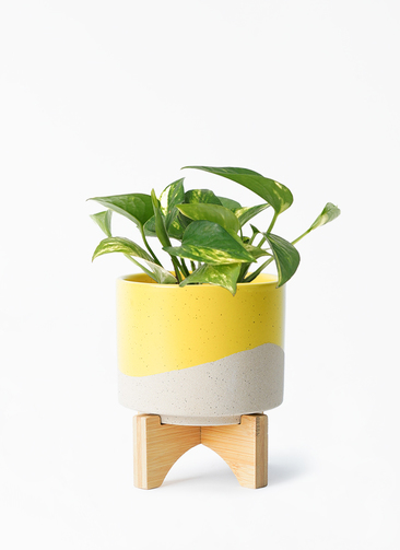 pothos-1253_001.jpg?1696717386