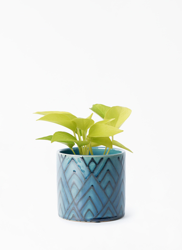 ポトスライムコンパクトしろ吉次回発送です。 pothos-1216_001.jpg?1696717442