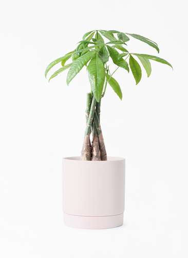 観葉植物 パキラ 4号 ねじり リア ピンク M 付き | 観葉植物なら