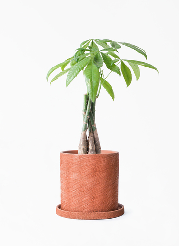 観葉植物 パキラ 4号 ねじり エッシ 16 R ブラウン 付き | 観葉植物