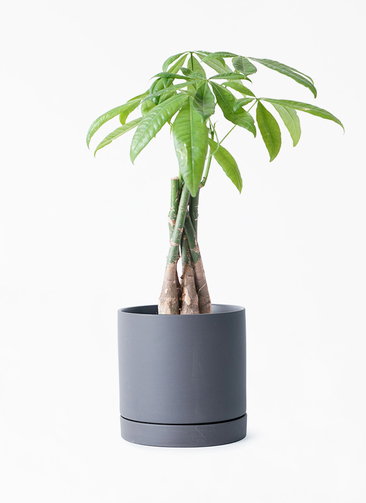 パキラ 観葉植物 パキラ 8号 ねじり ラスターポット 付き | 観葉植物