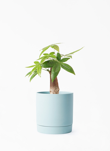 観葉植物 約80cm 羽状葉 緑 pachira-1508_001.jpg?1696720820