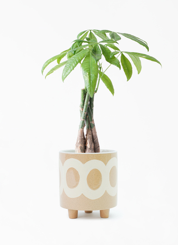 その他観葉植物 Latte 楽天市場】土を使わない 観葉植物 小さい ハイドロカルチャー