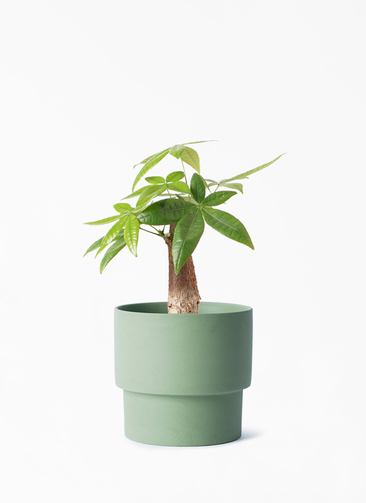 観葉植物 パキラ 4号 朴 エメリ 14 G グリーン 付き | 観葉植物なら